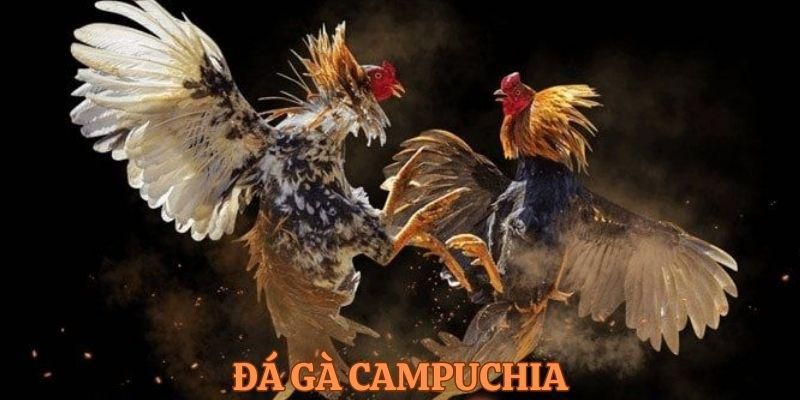 Đá Gà Campuchia – Sân Chơi Cá Cược Kịch Tính Số 1 Vinbet